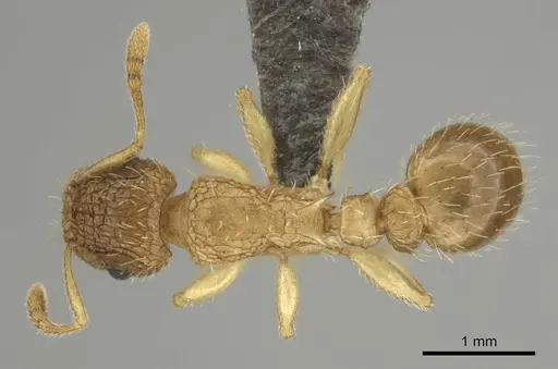 Tetramorium umtaliense specimen CASENT0253663 image casent0253663_1