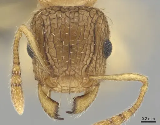 Tetramorium umtaliense specimen CASENT0253663 image casent0253663_2