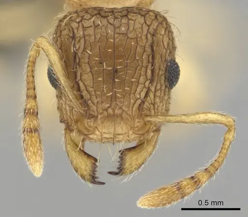 Tetramorium umtaliense specimen CASENT0253663 image casent0253663_3