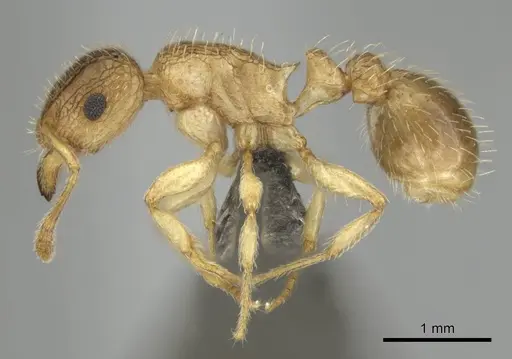 Tetramorium umtaliense specimen CASENT0253663 image casent0253663_4