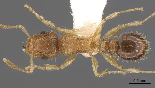Tetramorium umtaliense specimen CASENT0901122 image casent0901122_1