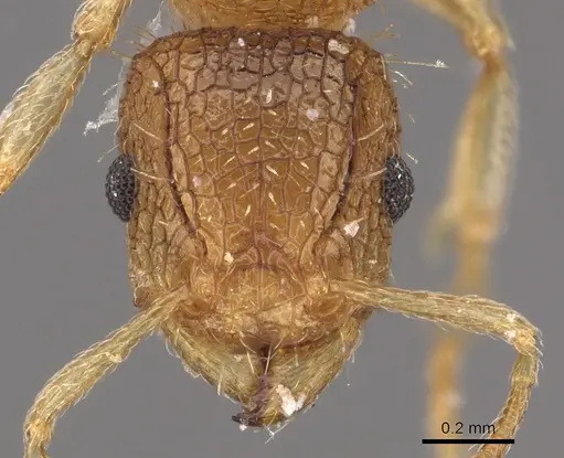 Tetramorium umtaliense specimen CASENT0901122 image casent0901122_2
