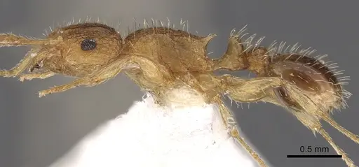 Tetramorium umtaliense specimen CASENT0901122 image casent0901122_3