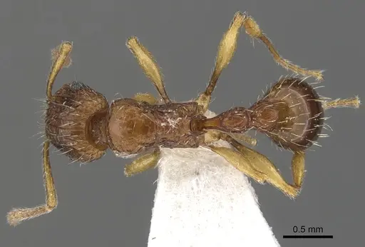 Tetramorium urbanii specimen CASENT0901068 image casent0901068_1