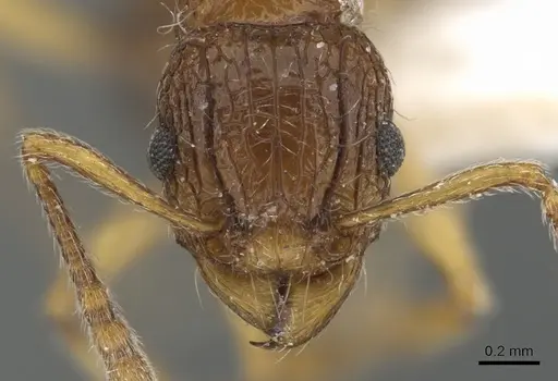 Tetramorium urbanii specimen CASENT0901068 image casent0901068_2