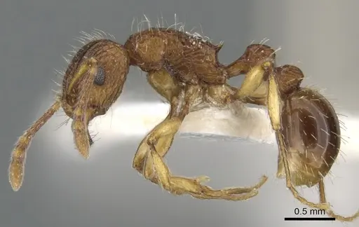 Tetramorium urbanii specimen CASENT0901068 image casent0901068_3