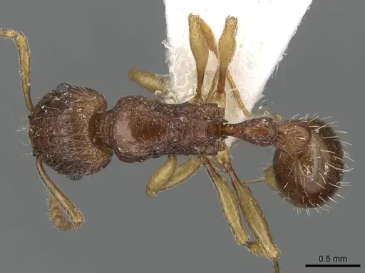 Tetramorium urbanii specimen CASENT0915093 image casent0915093_1