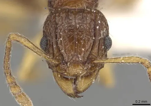 Tetramorium urbanii specimen CASENT0915093 image casent0915093_2
