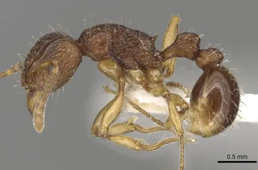 Tetramorium urbanii specimen CASENT0915093 image casent0915093_3