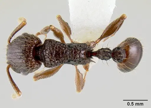 Tetramorium validiusculum specimen CASENT0106004 image casent0106004_1