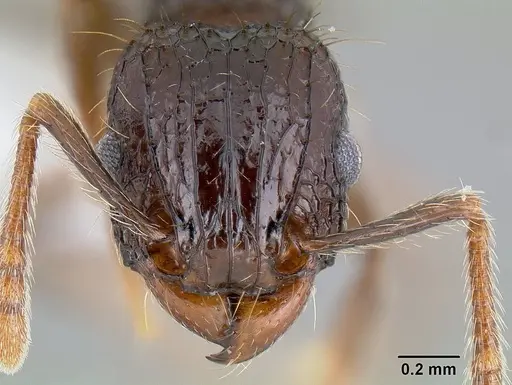 Tetramorium validiusculum specimen CASENT0106004 image casent0106004_2