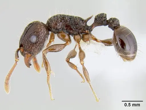 Tetramorium validiusculum specimen CASENT0106004 image casent0106004_3