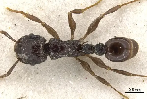 Tetramorium validiusculum specimen CASENT0901080 image casent0901080_1
