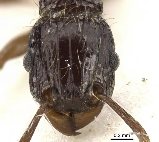 Tetramorium validiusculum specimen CASENT0901080 image casent0901080_2