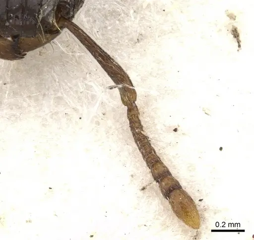 Tetramorium validiusculum specimen CASENT0901080 image casent0901080_3