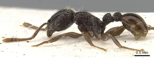 Tetramorium validiusculum specimen CASENT0901080 image casent0901080_4