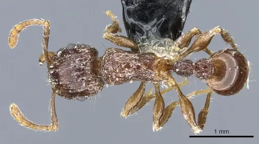 Tetramorium validiusculum specimen CASENT0904849 image casent0904849_1