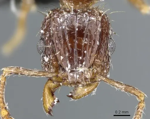 Tetramorium validiusculum specimen CASENT0904849 image casent0904849_2
