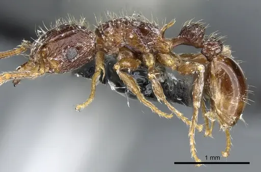 Tetramorium validiusculum specimen CASENT0904849 image casent0904849_3
