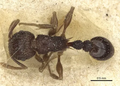 Tetramorium validiusculum specimen CASENT0916590 image casent0916590_1
