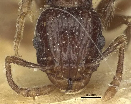 Tetramorium validiusculum specimen CASENT0916590 image casent0916590_2