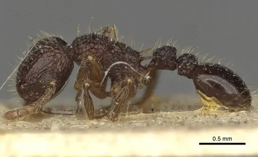 Tetramorium validiusculum specimen CASENT0916590 image casent0916590_3