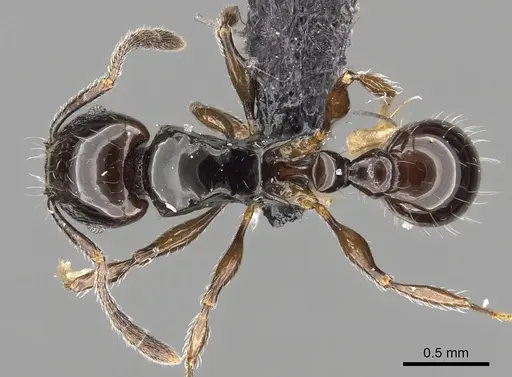 Tetramorium valky specimen CASENT0049289 image casent0049289_1