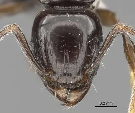 Tetramorium valky specimen CASENT0049289 image casent0049289_2