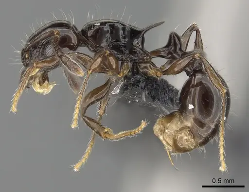 Tetramorium valky specimen CASENT0049289 image casent0049289_3