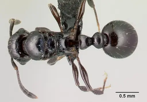 Tetramorium valky specimen CASENT0163232 image casent0163232_1