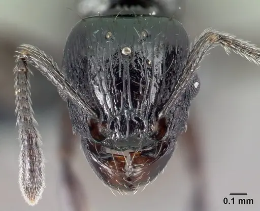 Tetramorium valky specimen CASENT0163232 image casent0163232_2