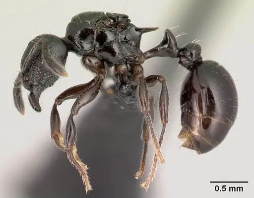 Tetramorium valky specimen CASENT0163232 image casent0163232_3