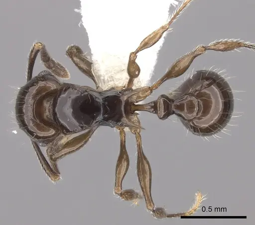 Tetramorium valky specimen CASENT0235220 image casent0235220_1