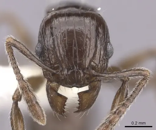Tetramorium valky specimen CASENT0235220 image casent0235220_2