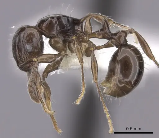 Tetramorium valky specimen CASENT0235220 image casent0235220_3
