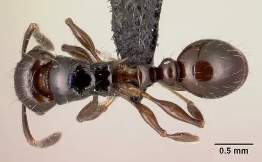 Tetramorium valky specimen CASENT0496394 image casent0496394_1