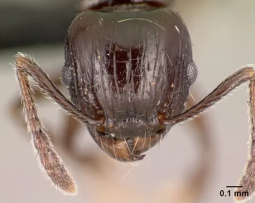 Tetramorium valky specimen CASENT0496394 image casent0496394_2