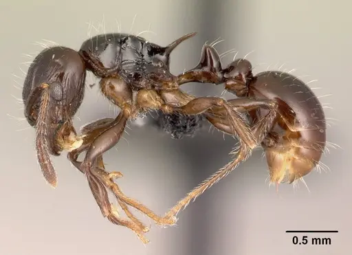 Tetramorium valky specimen CASENT0496394 image casent0496394_3