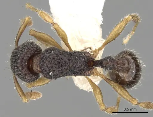 Tetramorium vandalum specimen CASENT0280868 image casent0280868_1