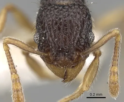 Tetramorium vandalum specimen CASENT0280868 image casent0280868_2