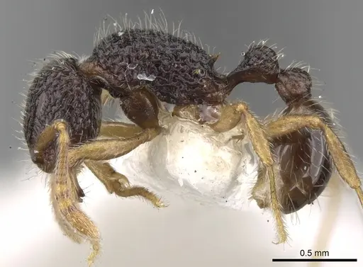 Tetramorium vandalum specimen CASENT0280868 image casent0280868_3