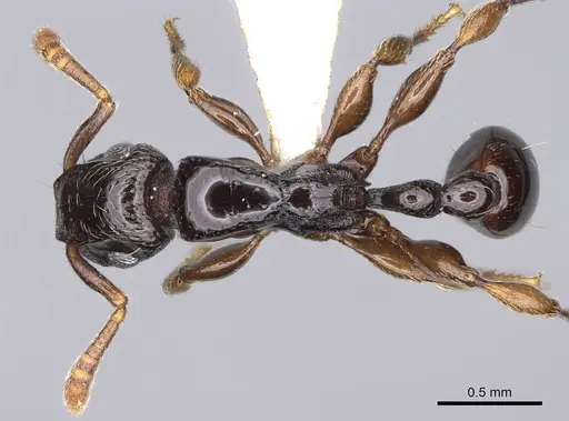 Tetramorium venator specimen CASENT0195574 image casent0195574_1