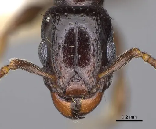 Tetramorium venator specimen CASENT0195574 image casent0195574_2