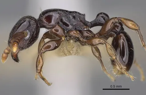 Tetramorium venator specimen CASENT0195574 image casent0195574_3