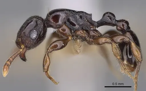 Tetramorium venator specimen CASENT0195574 image casent0195574_4