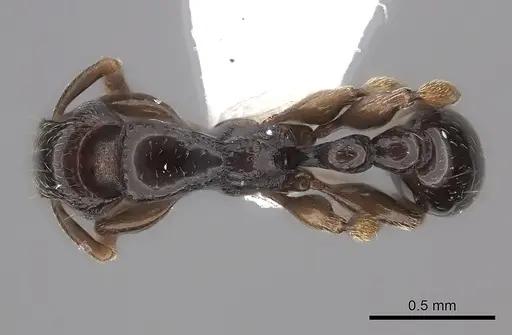 Tetramorium venator specimen CASENT0217165 image casent0217165_1
