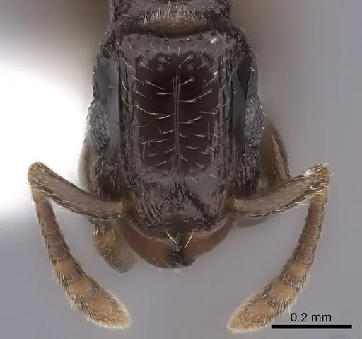 Tetramorium venator specimen CASENT0217165 image casent0217165_2