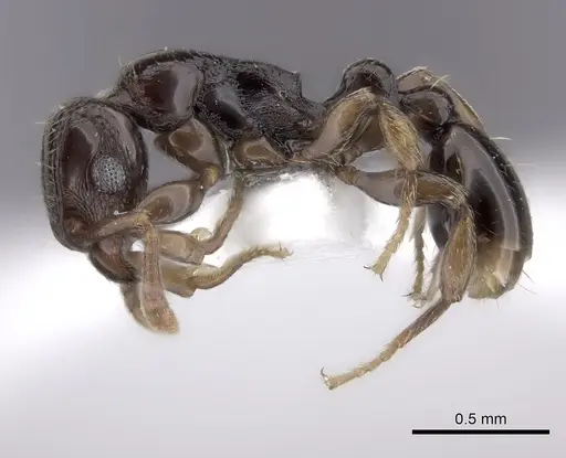 Tetramorium venator specimen CASENT0217165 image casent0217165_3
