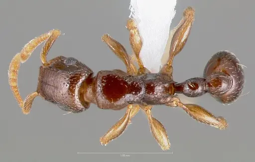 Tetramorium venator specimen CASENT0401682 image casent0401682_1