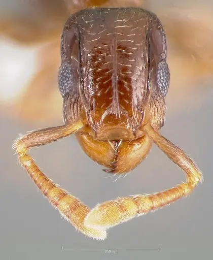 Tetramorium venator specimen CASENT0401682 image casent0401682_2